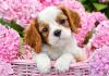 CASTORLAND PUP IN PINK FLOWERS 500